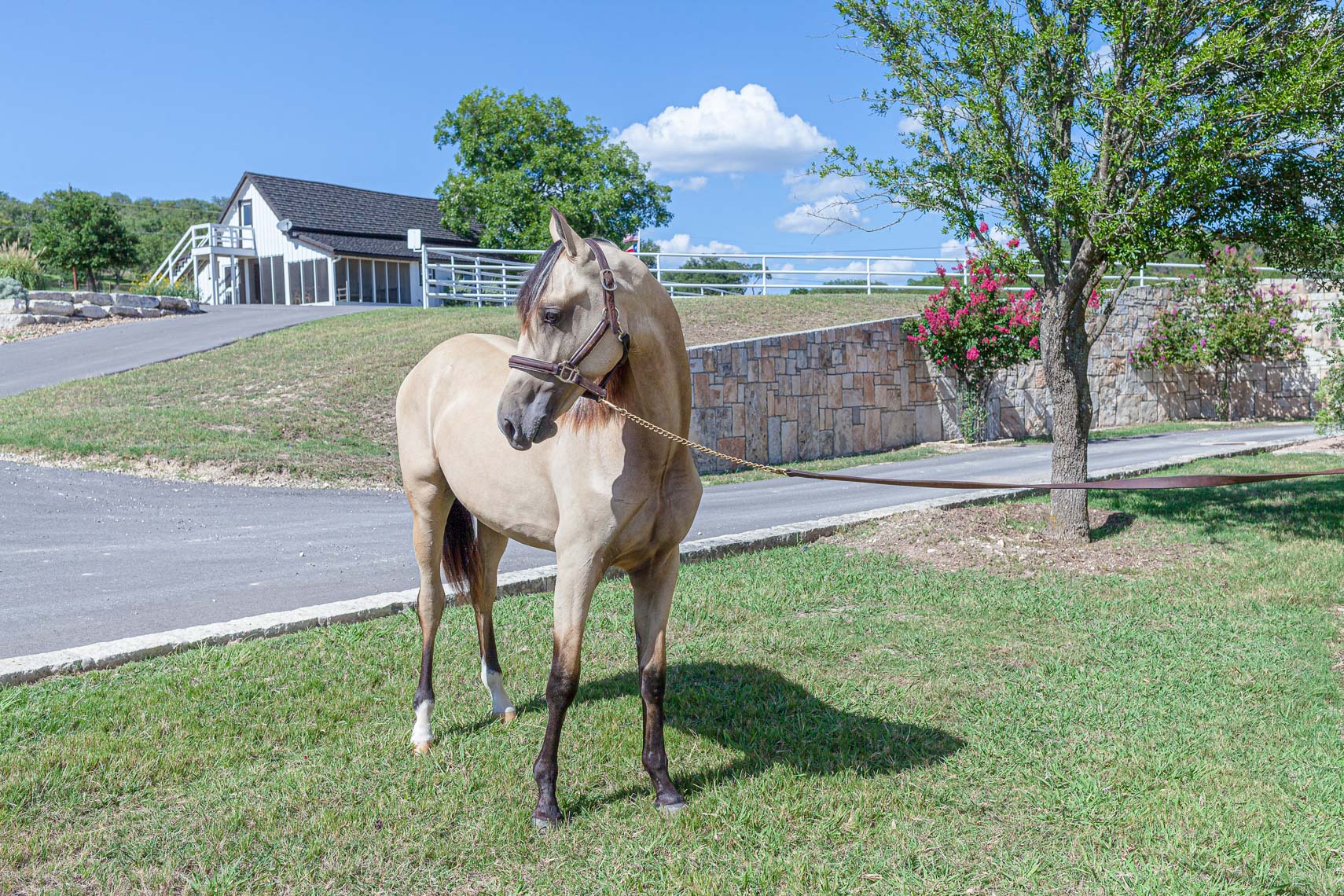 Jennifer_Klanika_Photography_Horse_Tale-14